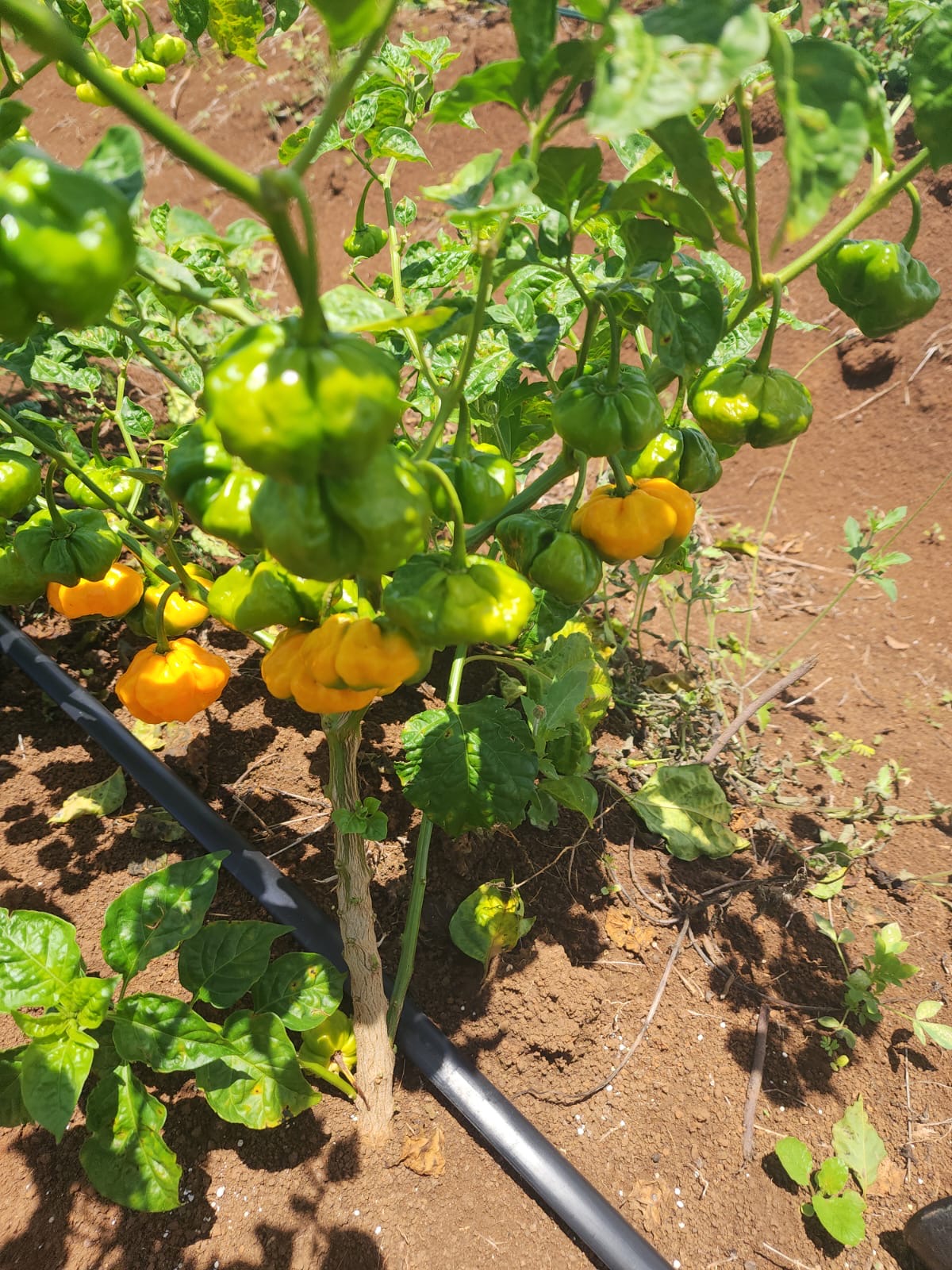 Jamaican Scotch Bonnet Peppers (25 Peppers)