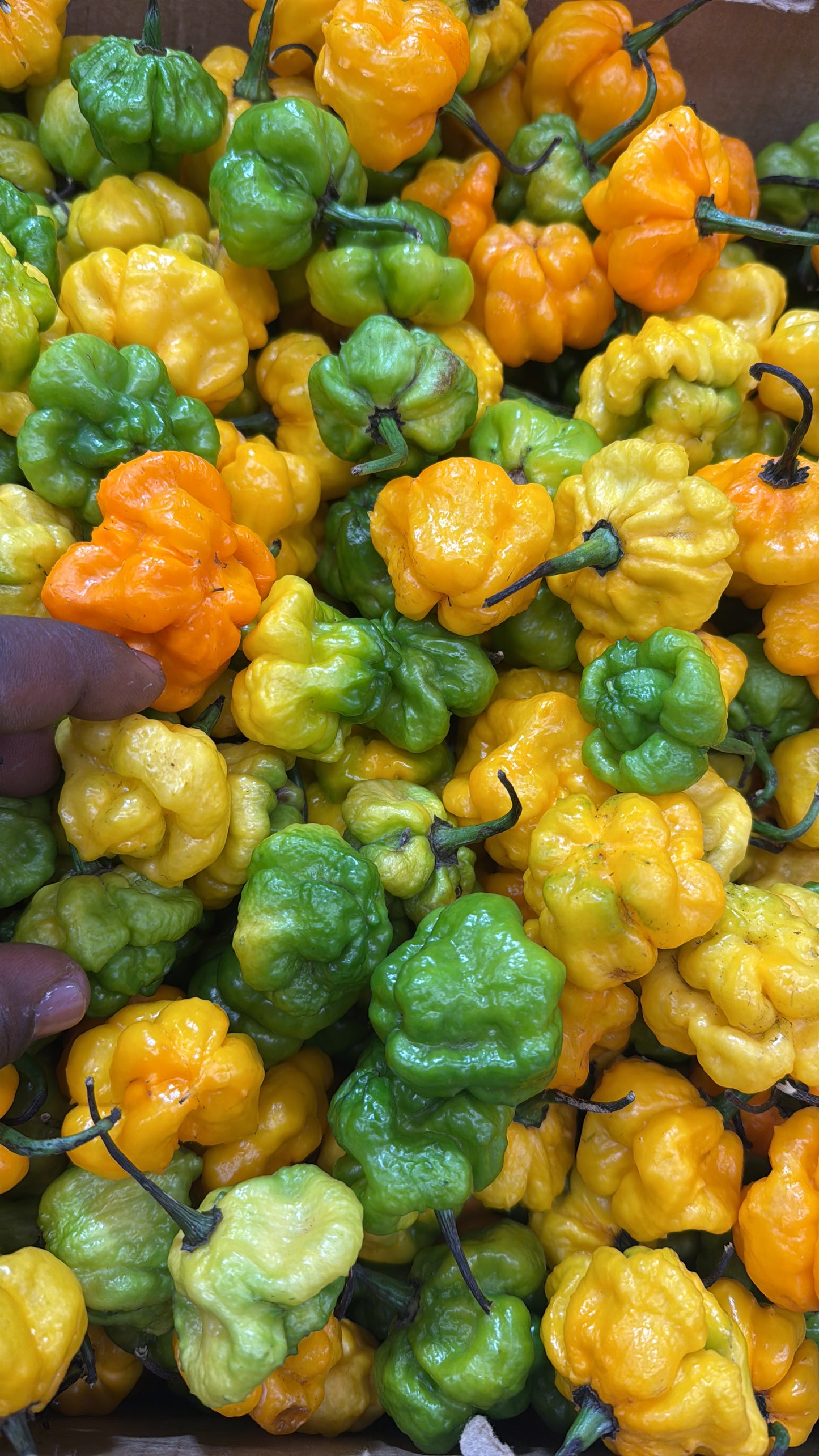 Jamaican Scotch Bonnet Peppers (25 Peppers)