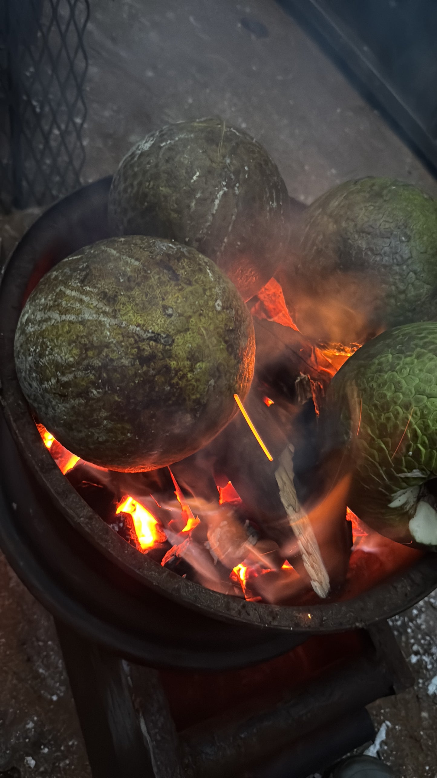 Jamaican Yellow Heart Breadfruit (Roasted)